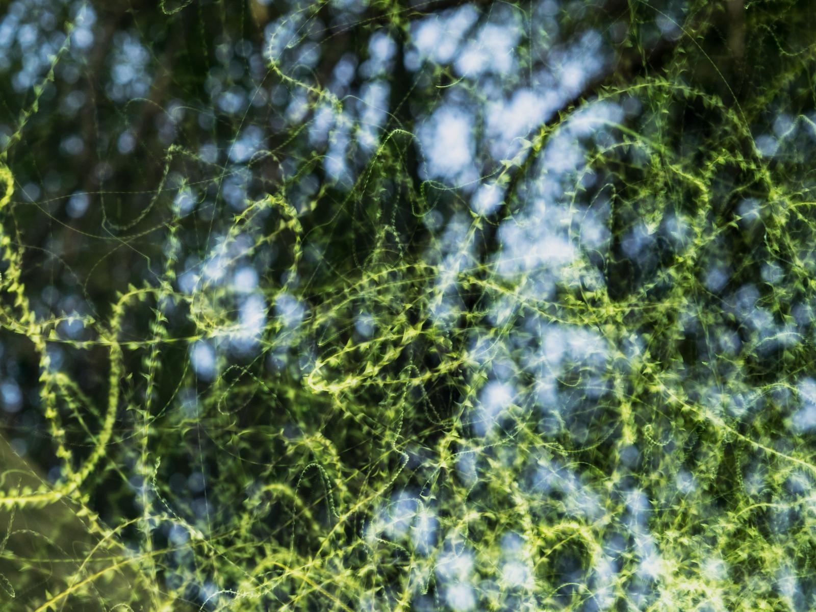 The photograph "Traces aériennes d'Insectes" by Luc Durocher. Through a long exposure time, the photograph makes the trajectories of insects visible